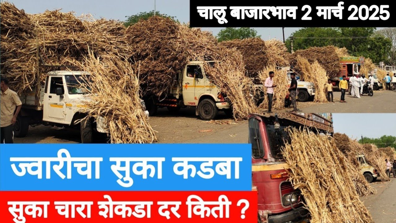 ज्वारीचा सुका कडबा शेकडा दर किती ? / सुक्या कडब्याचे चालू बाजारभाव मार्च 2025 / सुका चारा शेकडा दर