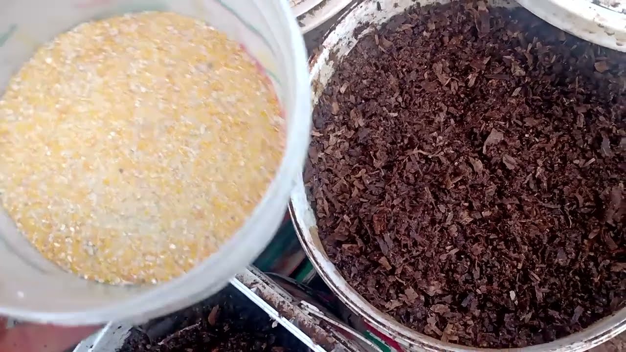 COMO BOMBAR SEU MINHOCÁRIO UTILIZANDO FUBÁ DE MILHO🌽