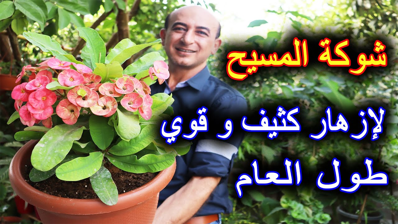 العناية و الإكثار من نبتة شوكة المسيح و إزهار كثيف طول السنة