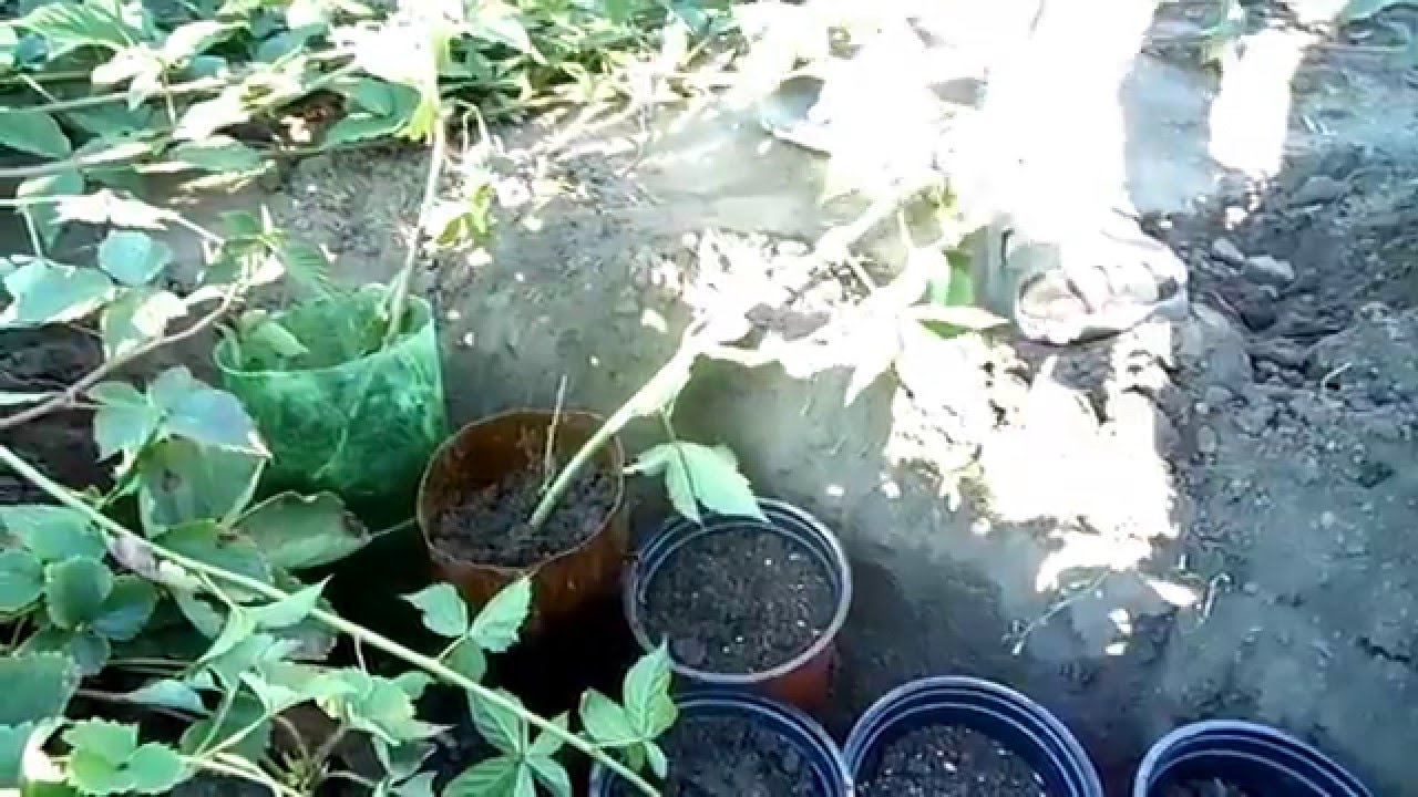 КАК УКОРЕНИТЬ ЕЖЕВИКУ? ВИДЕО ДЛЯ ЧАЙНИКОВ.