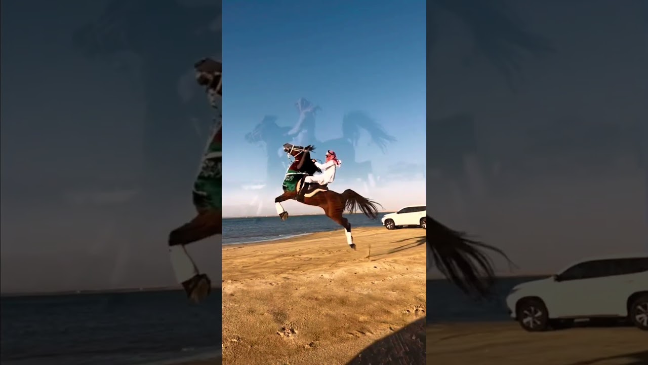 Arabian horses ride 