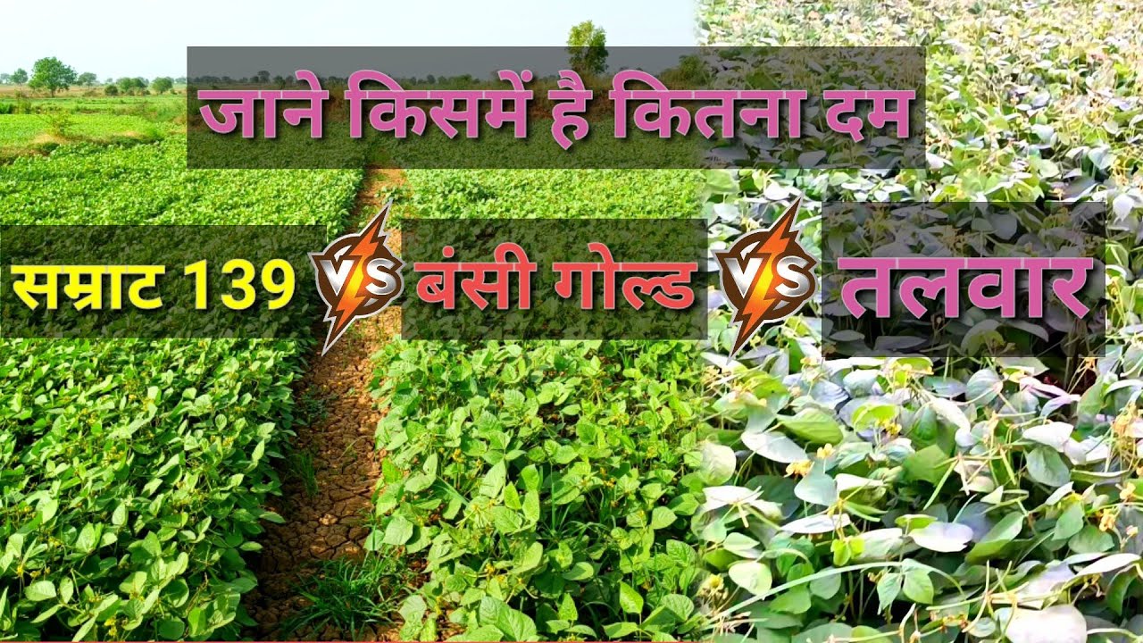 मूंग vs mung जाने कौन सी वेराइटी मैं है कितना दाम Talwar mung / ifsa Bansi gold mung / Samrat 139