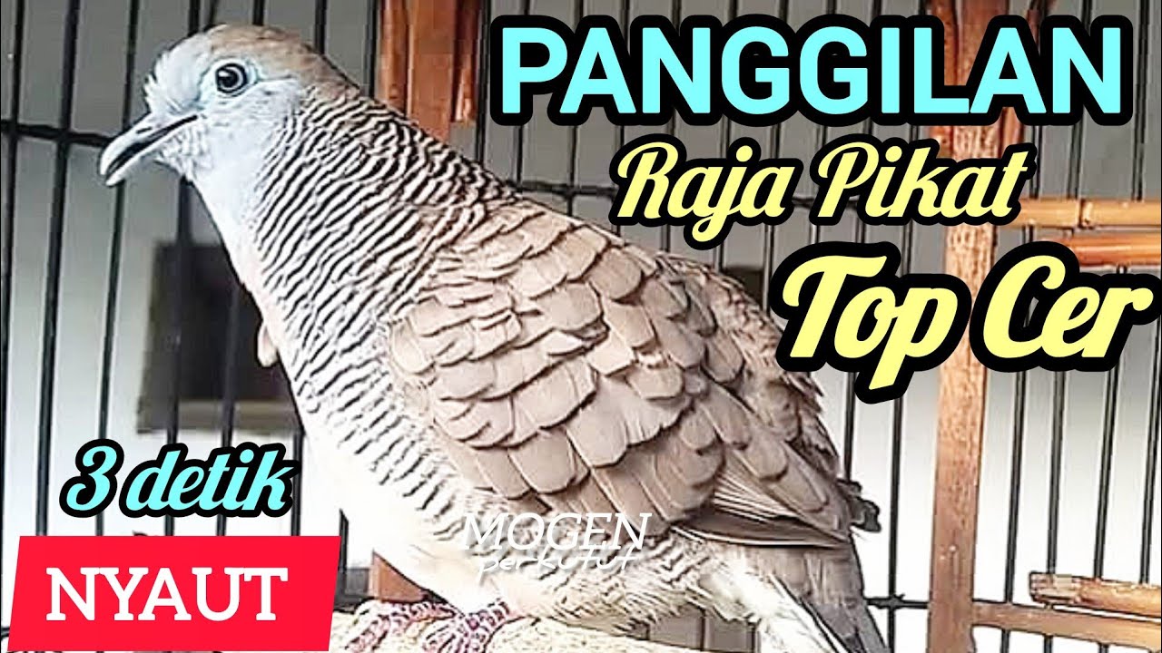 Perkutut Lokal Gacor Suara Ngeristal Panggilan Raja Pikat Paling Ampuh Bikin Semua Perkutut Nyaut