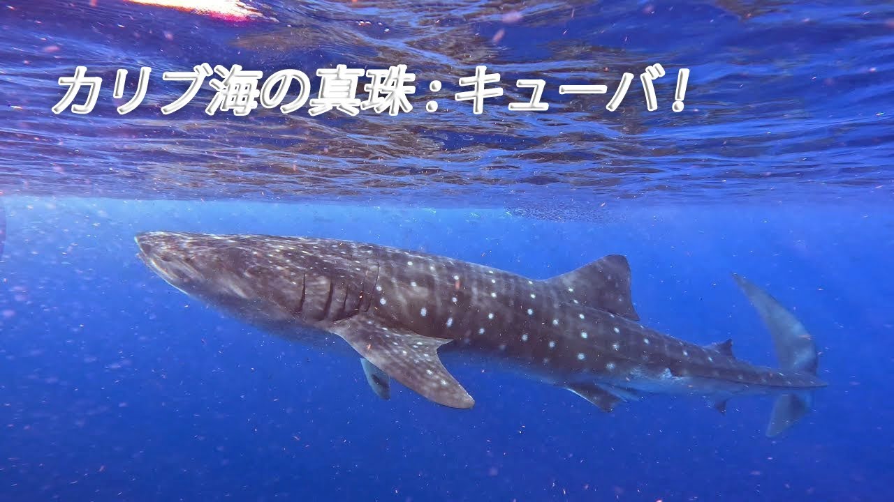 【絶叫】ジンベイザメ！キューバの秘境に現る