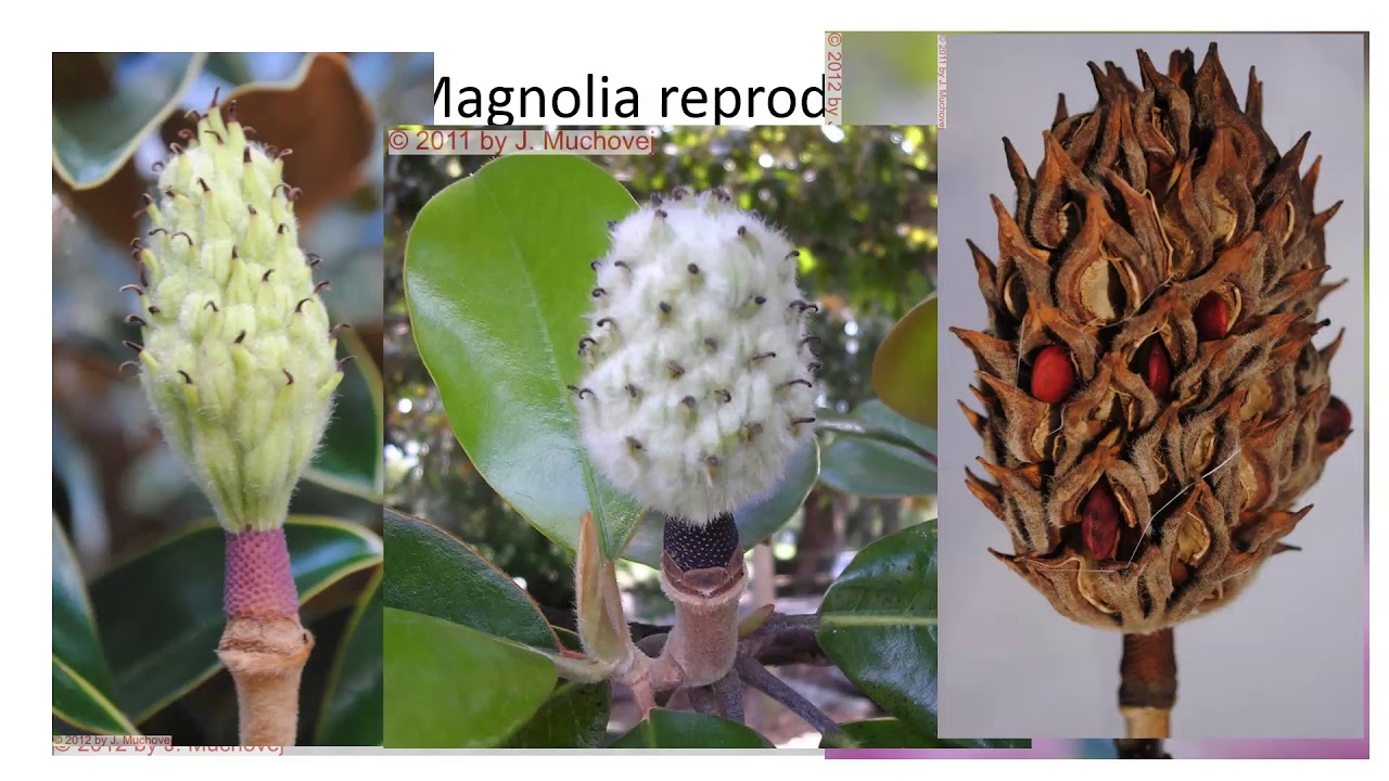 Magnoliaceae