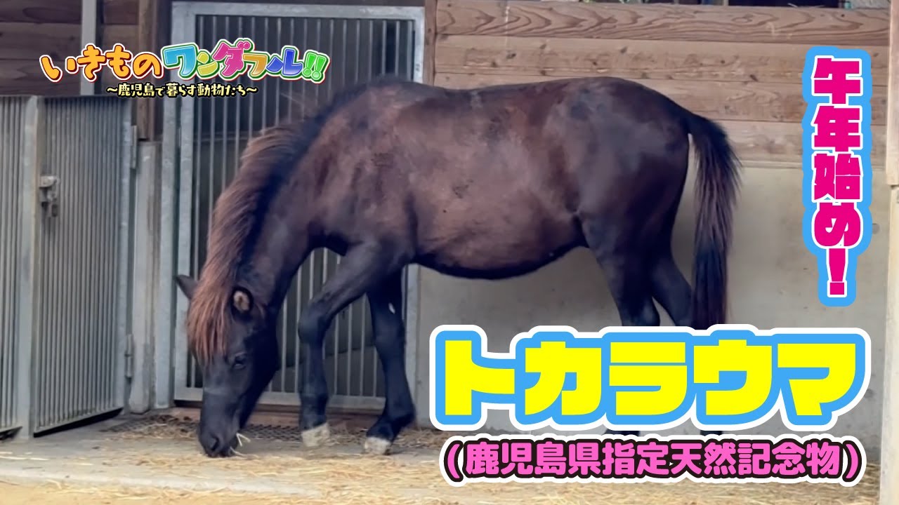 【いきものワンダフル!!】午年始め！トカラウマ(鹿児島県指定天然記念物)