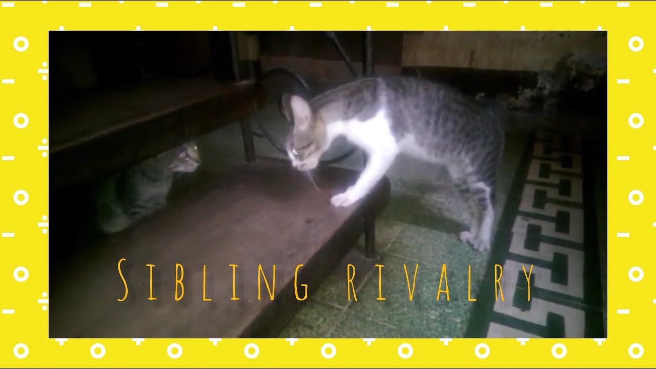 Snarling cats showing who's the Boss in the House #2
