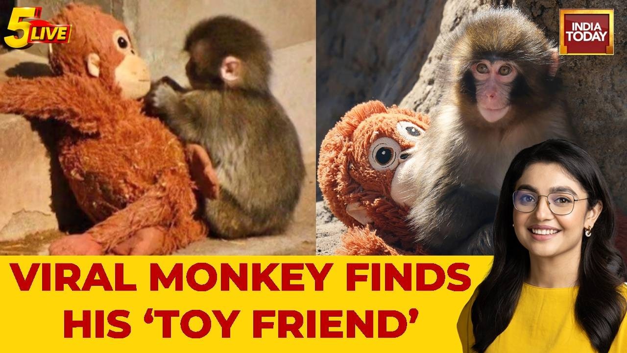 Viral Monkey Video: Abandoned Baby Macaque Cuddles Stuffed Toy At Japan Zoo, Story Melts Hearts