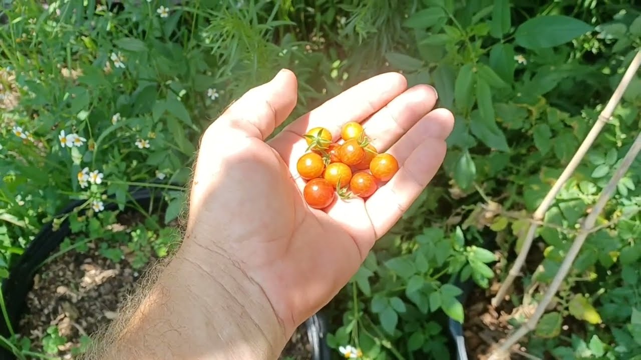 update on Everglades tomatoes in pot