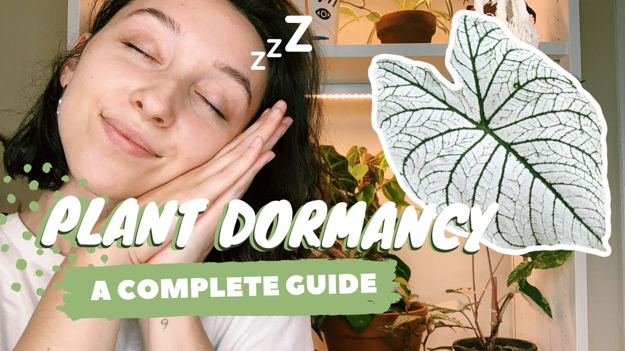HOUSEPLANT DORMANCY GUIDE | caladium + oxalis triangularis dormancy