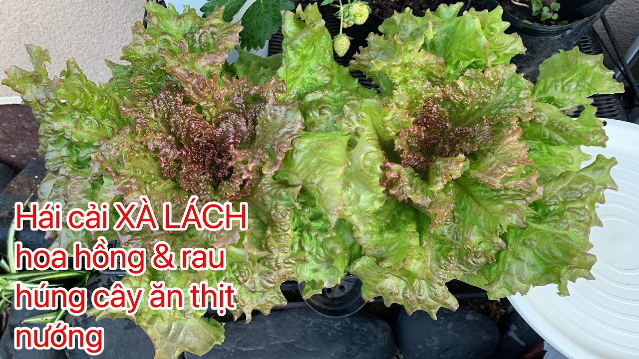 Hái cải xà lách hoa hồng và húng cây ăn thịt nướng. WOW đẹp quá