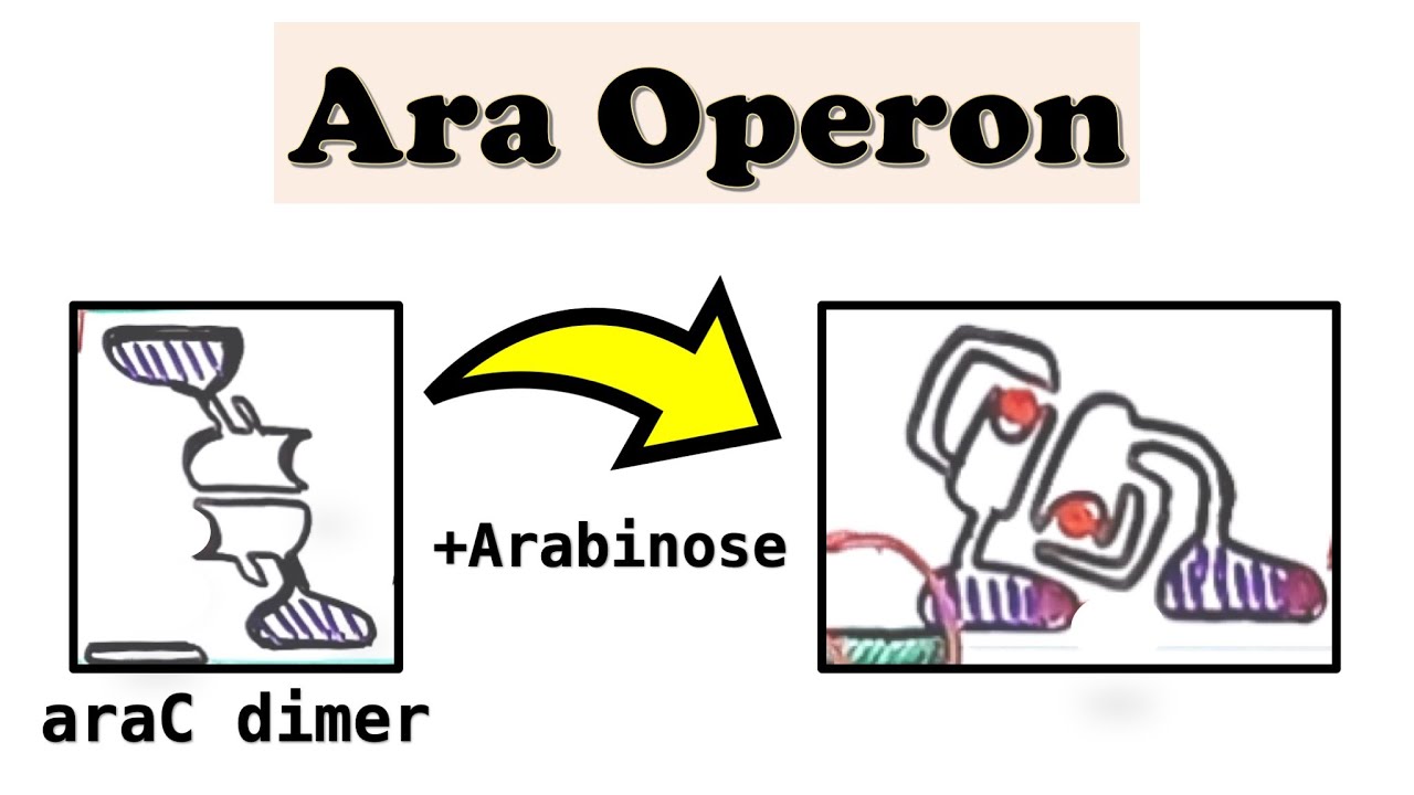 Арабинозный (Ara) оперон: araC и петлеобразование ДНК (подробное видео)