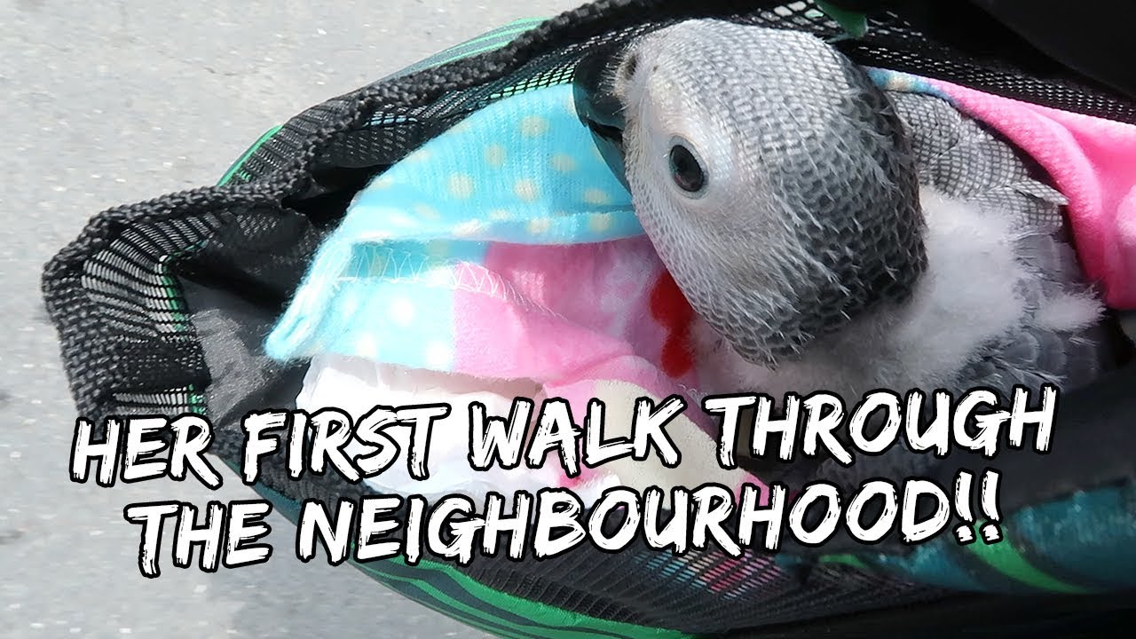My Bird's First Neighbourhood Walk | Vlog #235