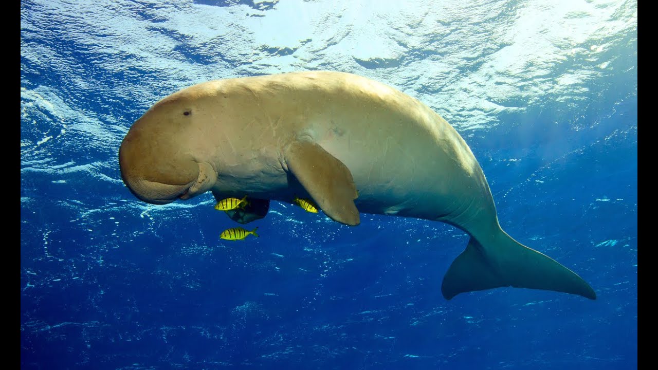 The Dynamic Dugong