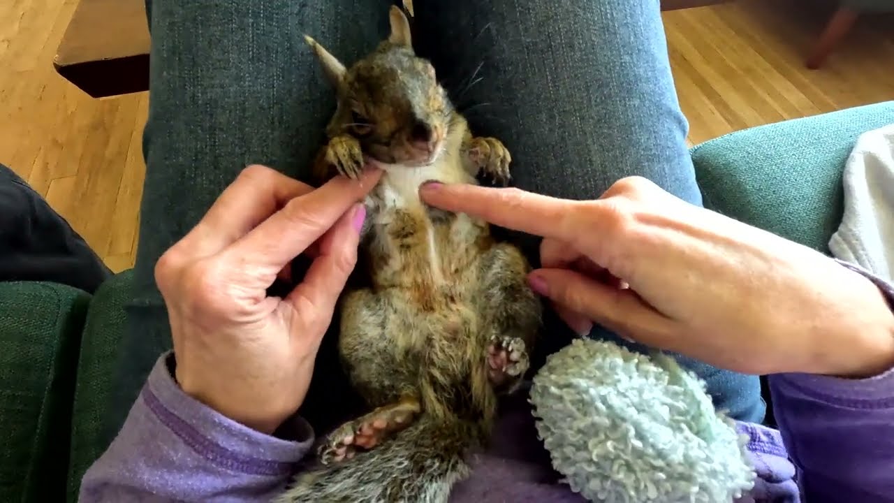 Merle shows off his racing stripes while enjoying some pet time.  #animals #cute #squirrel