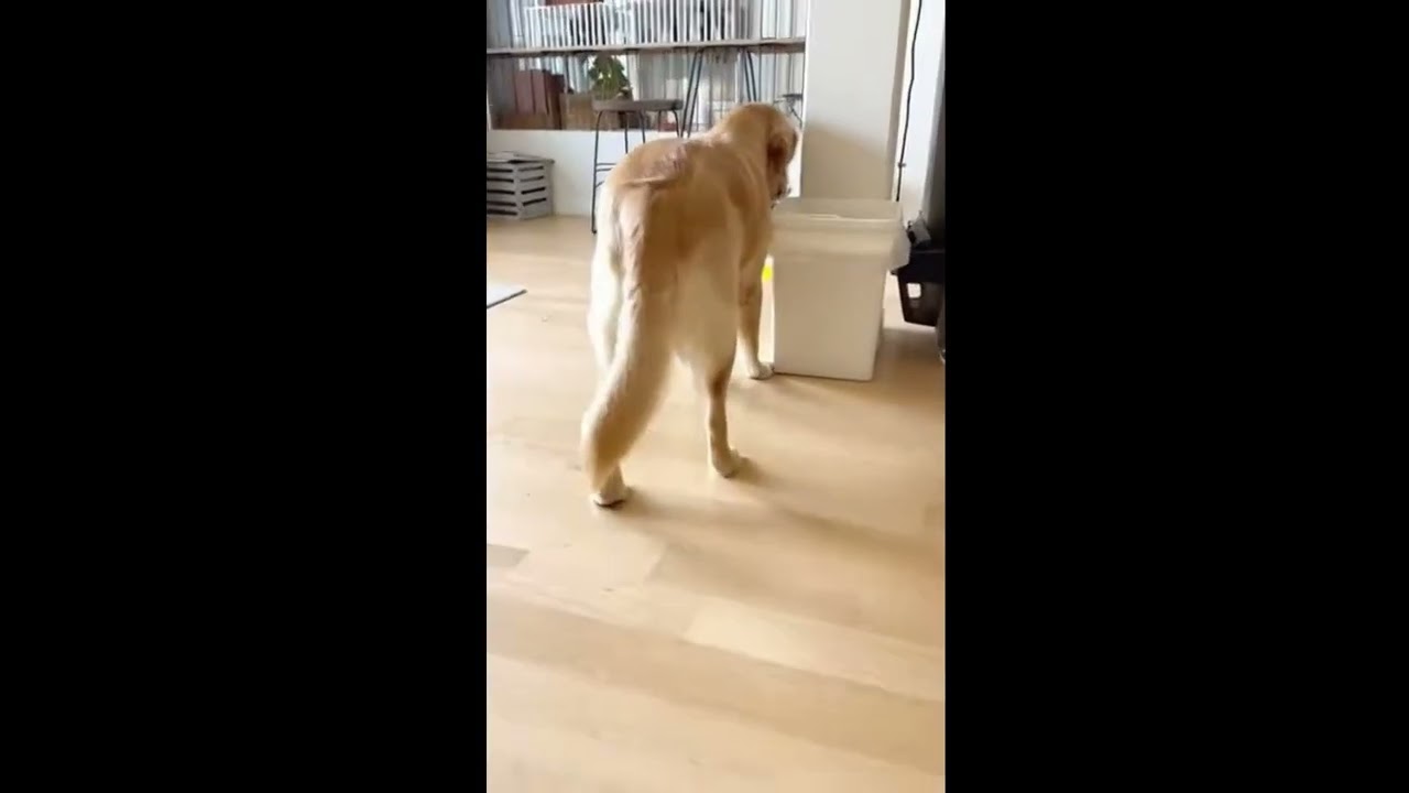 Funny Dog || Funny Animal || Funny moment 