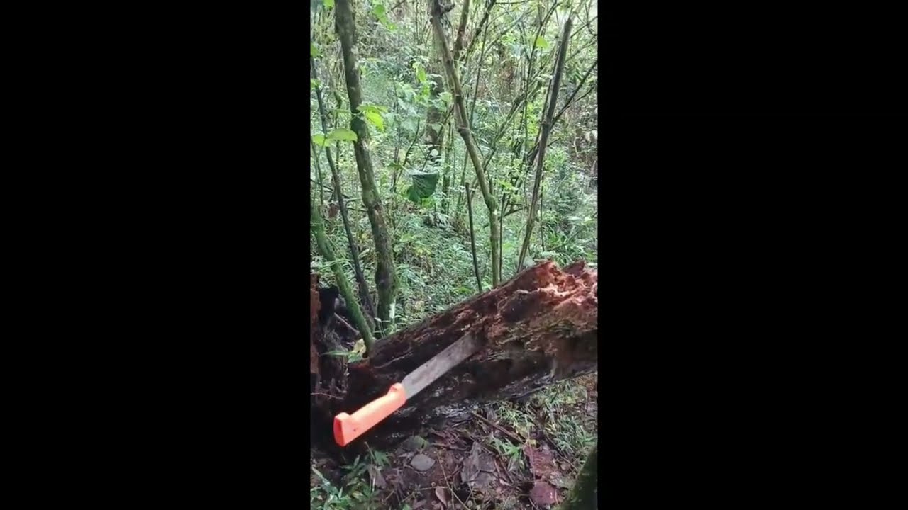 ¿Cómo medir el grado de descomposición en madera muerta en el bosque?