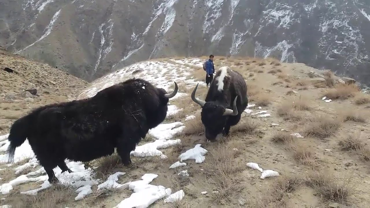 Yak Fighting on Mountain Peak| Series 1 | Yak Fight | Pakistan || Musawari Production #yakfight#yak