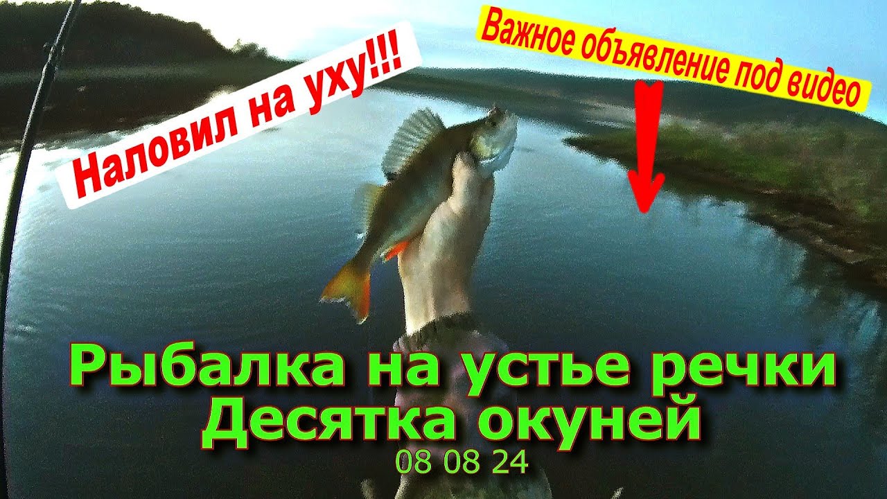 Рыбалка на устье речки Десятка окуней 08 08 24
