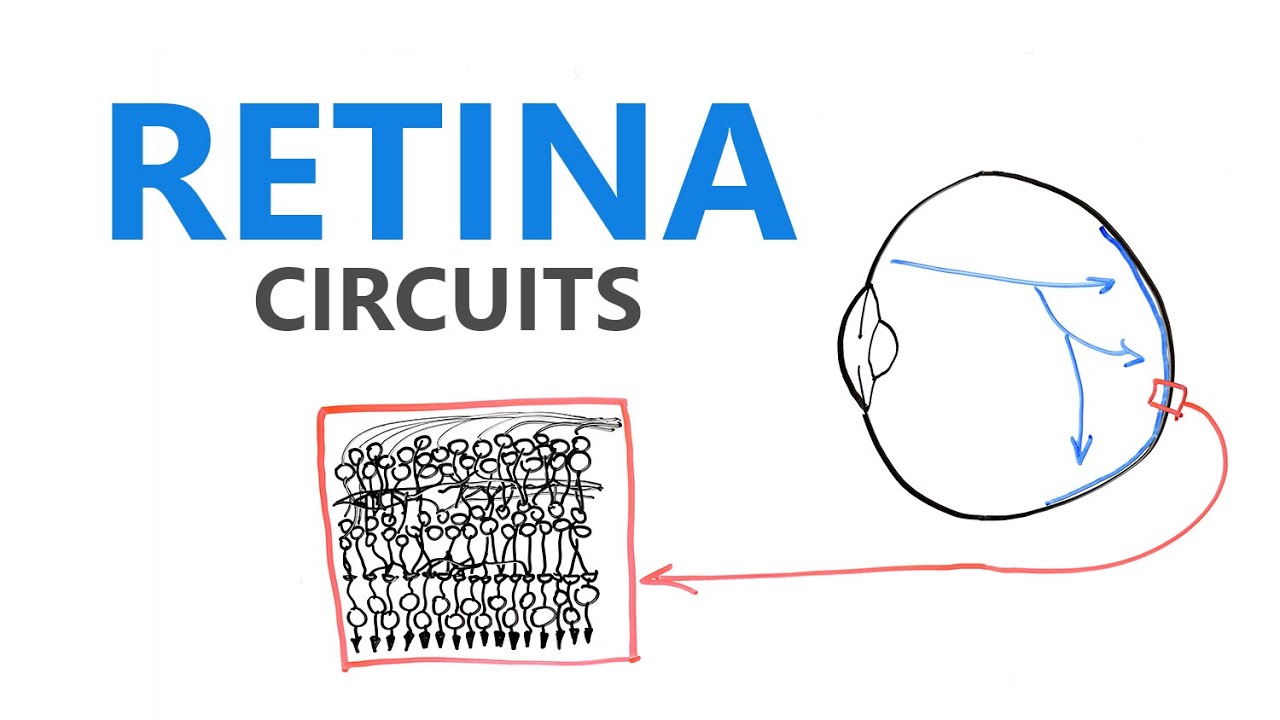 Retina circuits - how eyes sees things