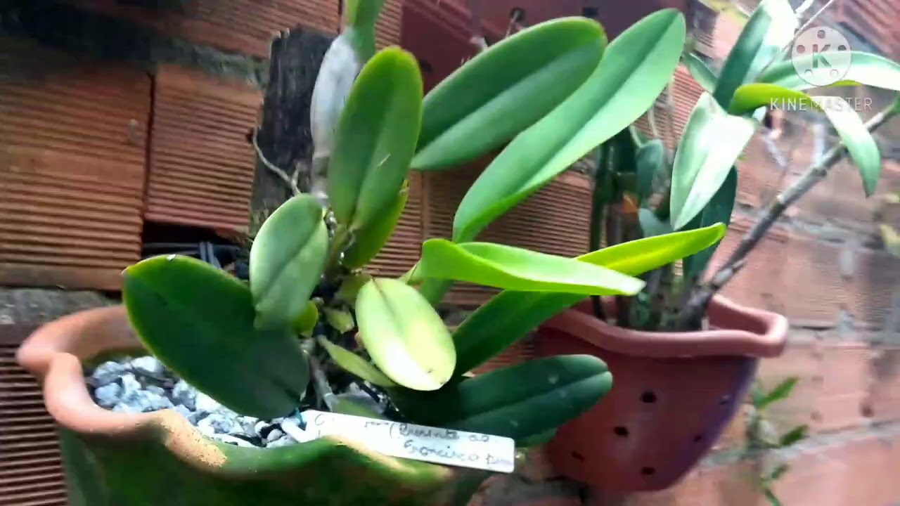 Como aplicar calda bordalesa, ótimo fungicida e acaricida ,adeus ferrugem 😁