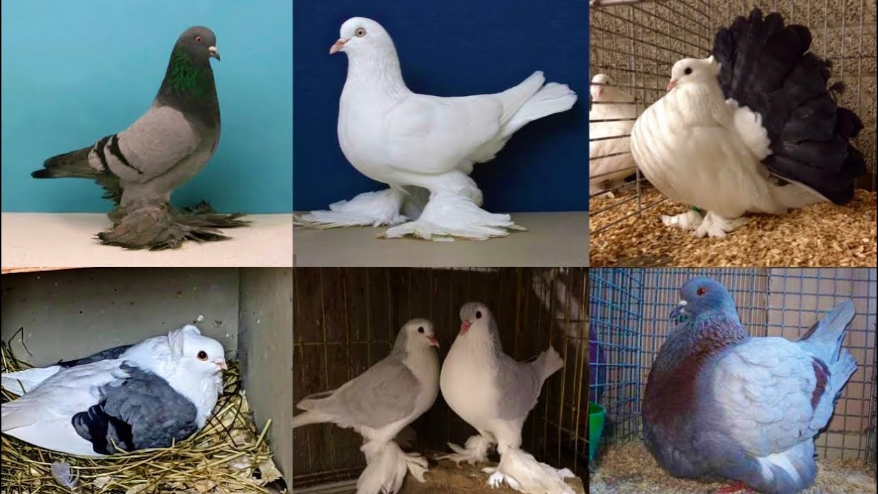 400 Breeder Pigeon, Imported Fancy Pigeons , kabootar ka ghar banane ka tarika, Hsn Entertainment
