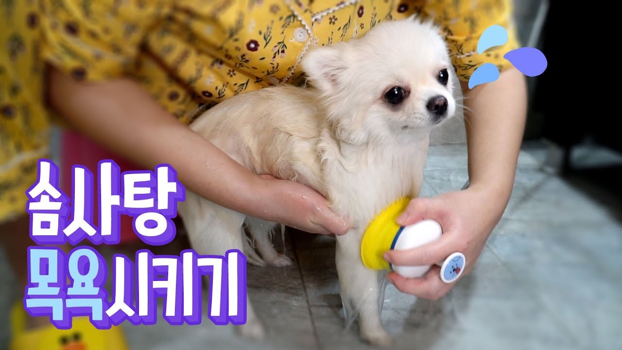 꼬질꼬질한 솜사탕 목욕시키기 * 페스룸 샤워기 리뷰