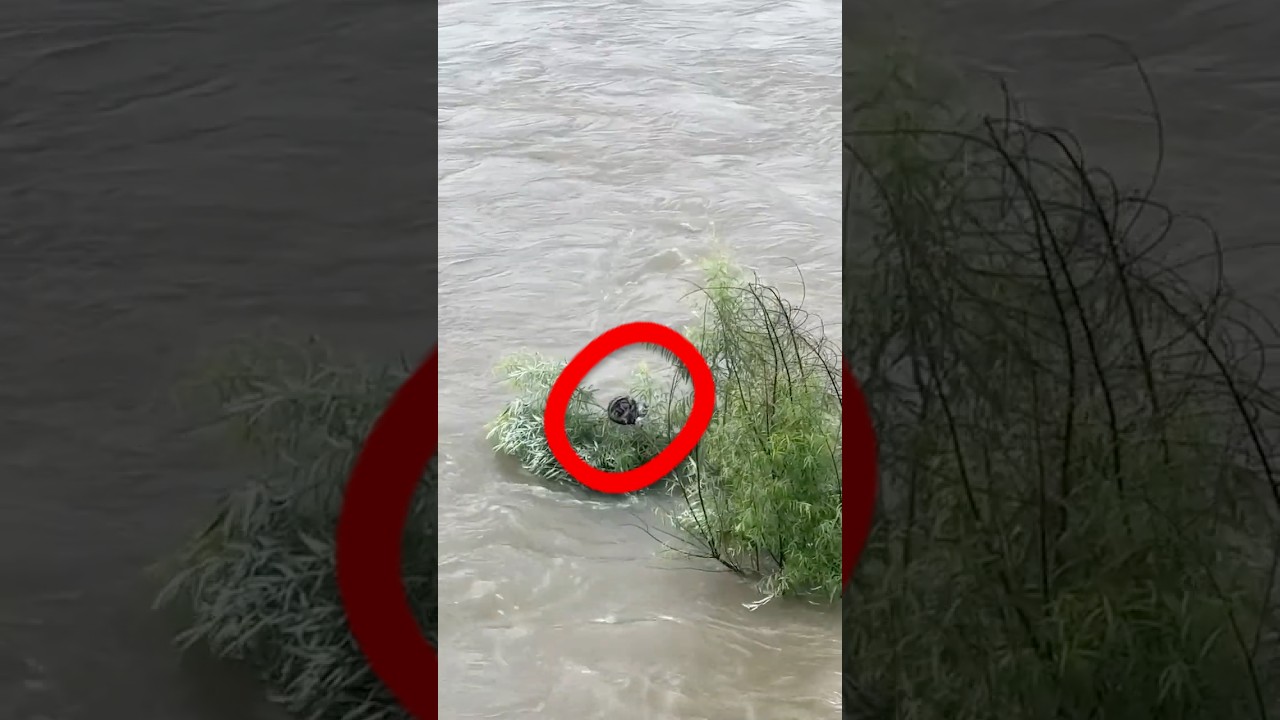 Heroic Drone Pilot Rescues Cat Stranded In A Flooded River! 🐱🚁 #shorts #catrescue #drone