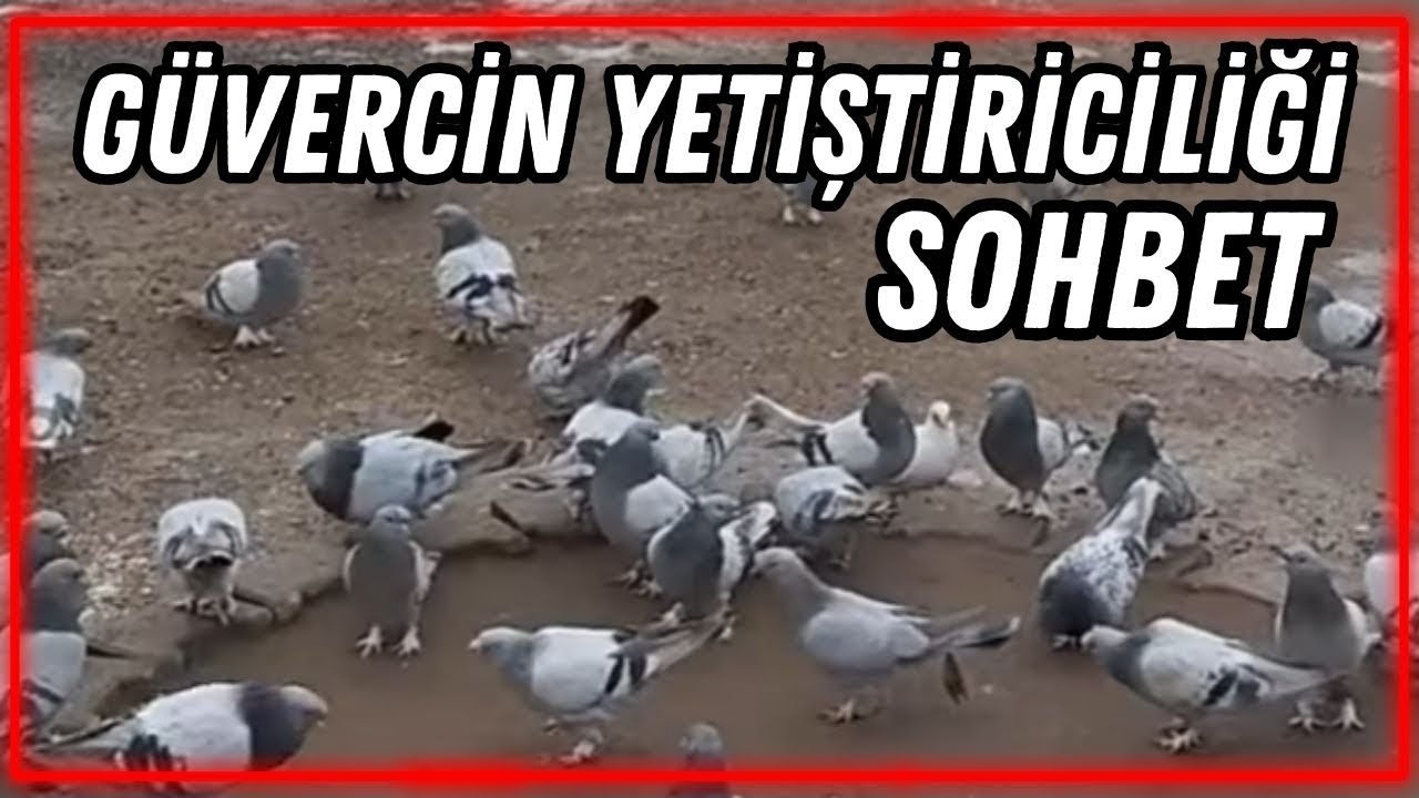 Güvercin Yetiştiriciliği Üzerine Sohbet
