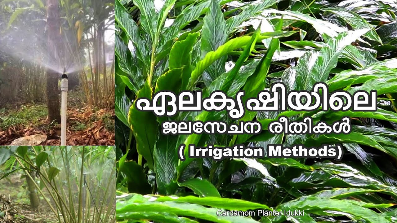 ഏലകൃഷിയിലെ ജലസേചന രീതികൾ#cardamomfarming #nature #ഏലം 