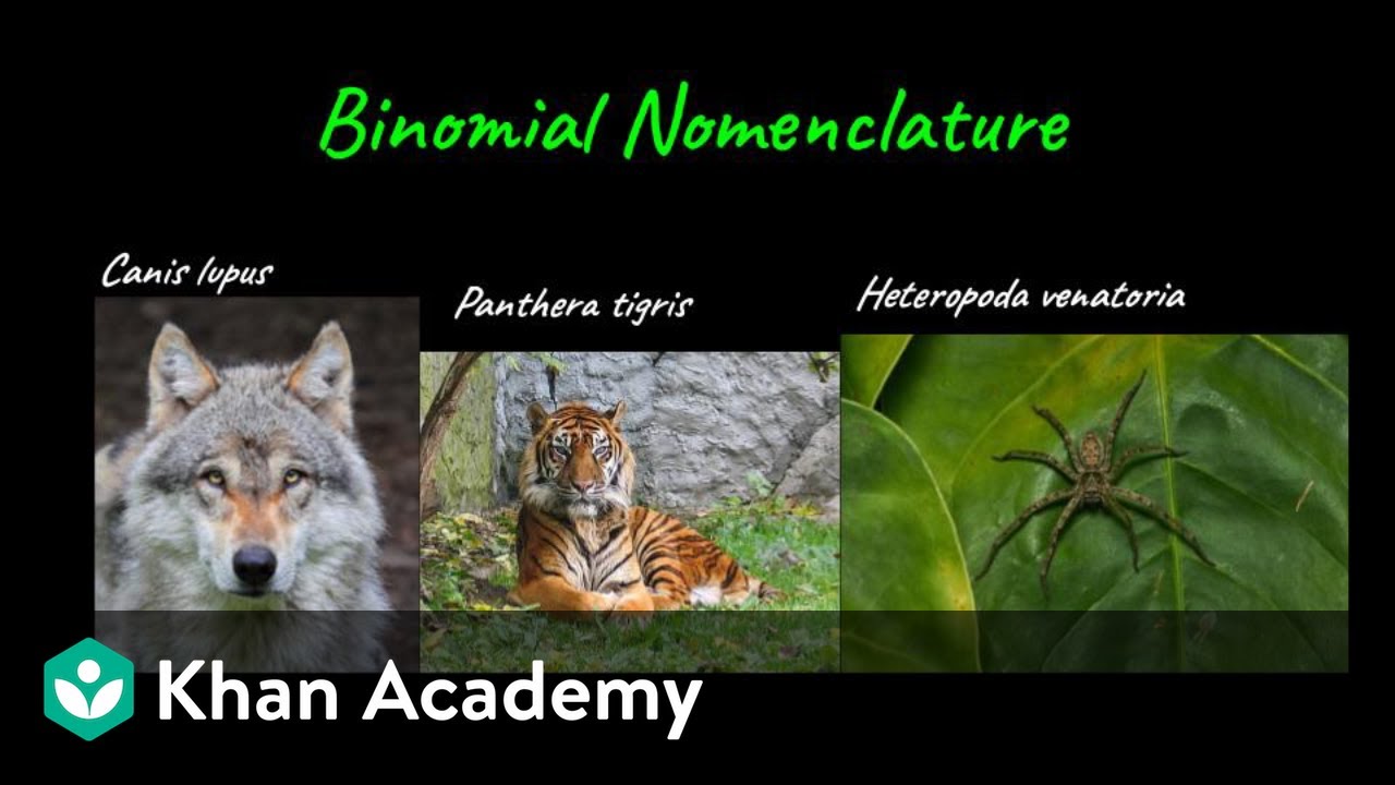 Binomial Nomenclature | The Living World | Class XI | biology | Khan Academy