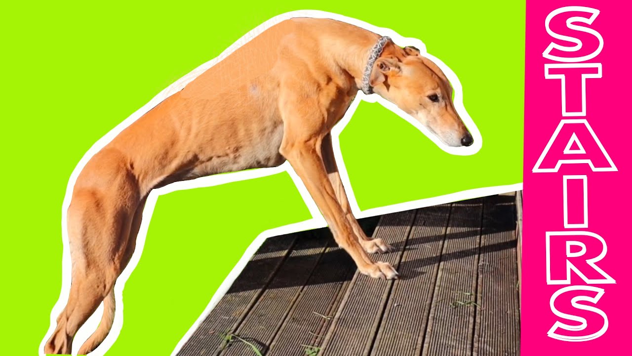 How to teach a retired Greyhound to master stairs