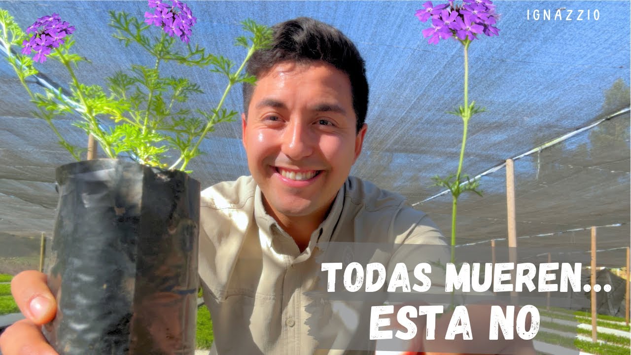 Verbena Nativa: RESISTE TODO, NO DEJA DE FLORECER y se multiplica fácil 🌸