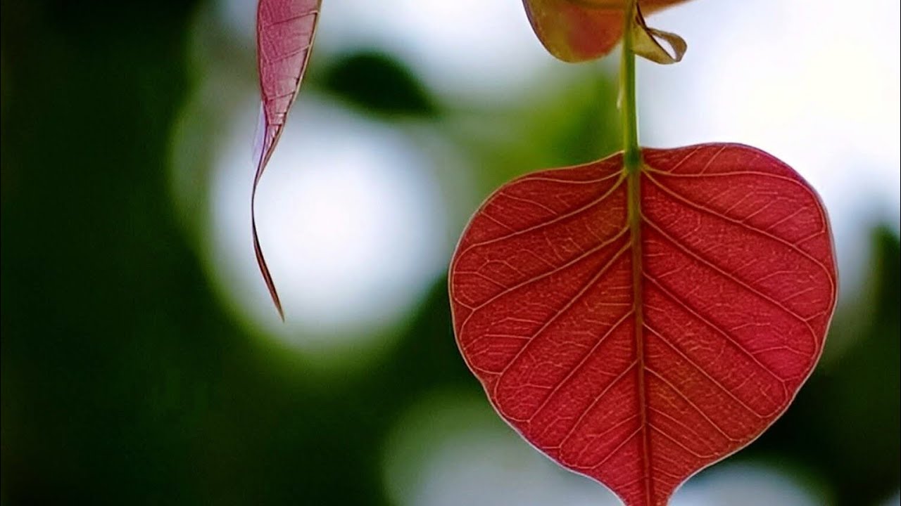 Divine Nectar Spiritual World is live