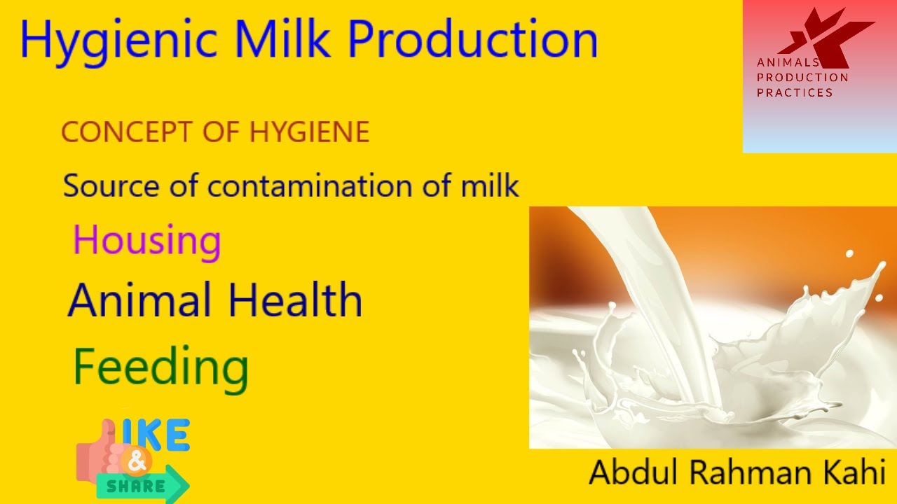 Hygiene Milk Production | Dairy Production | Animal Husbandry | #Animals Production Practices