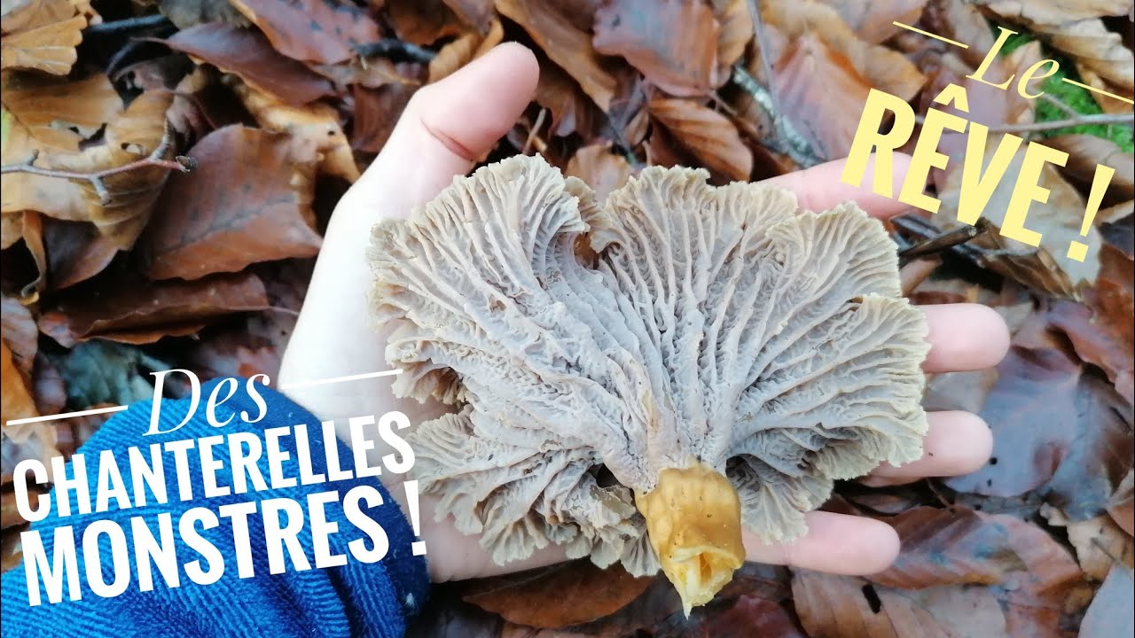 Des chanterelles RECORD ! Spot incroyable ! #champignons #chanterelles #mushroom #prospection
