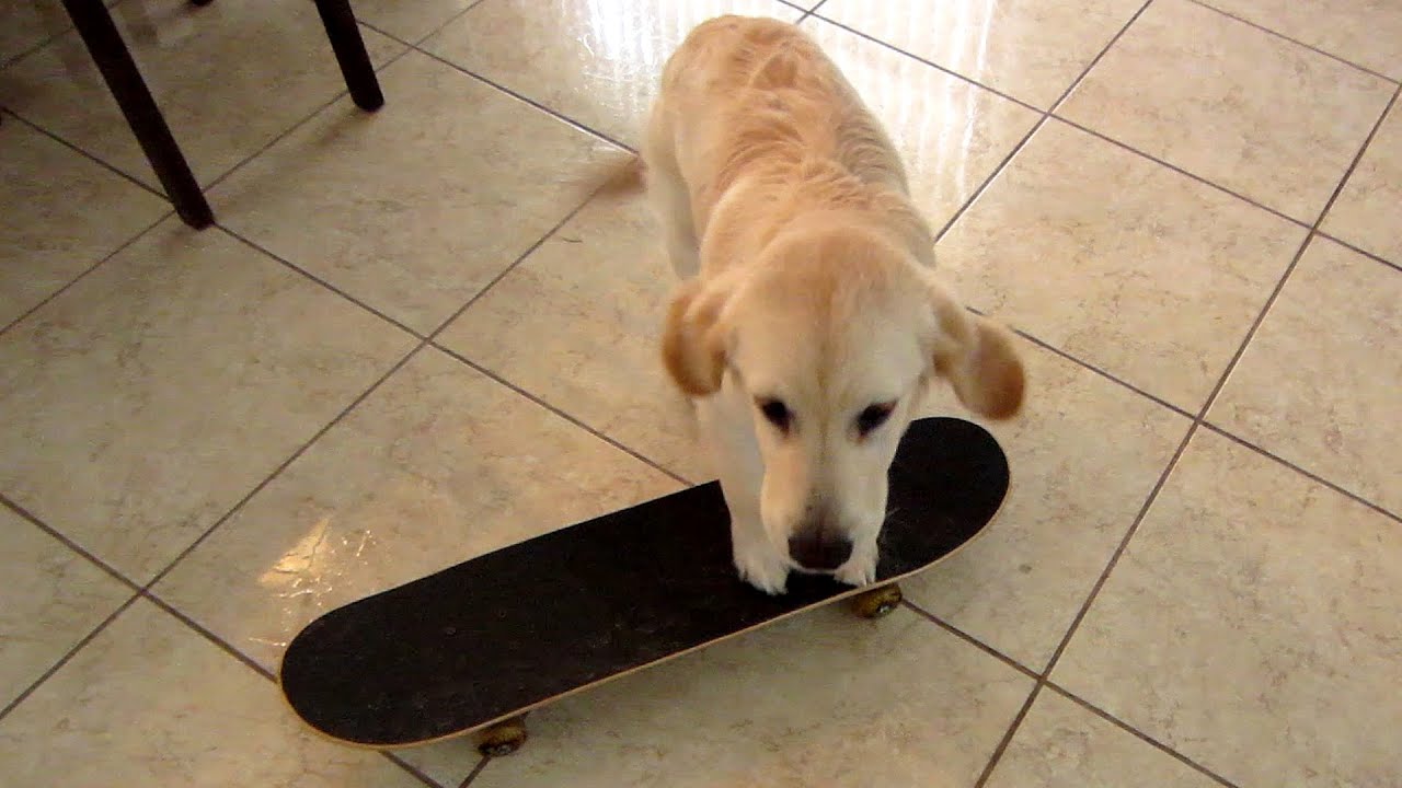 Cooper Tries Skateboarding! (Pre-XGames Vlog)