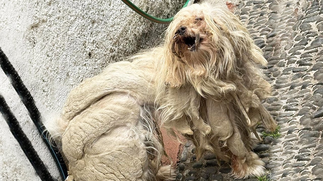 Neglected Dog Was Left to Suffer Alone and She Has Severe Matted Dreadlocks