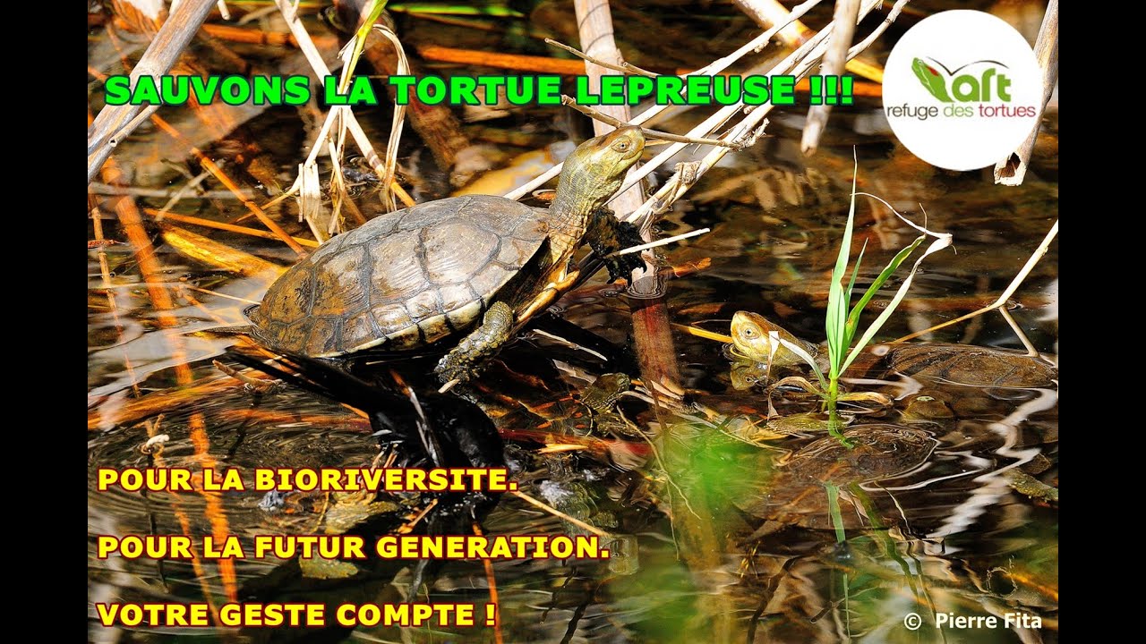 REFUGE DES TORTUES et PROJET: SAUVONS LA TORTUE LEPREUSE !