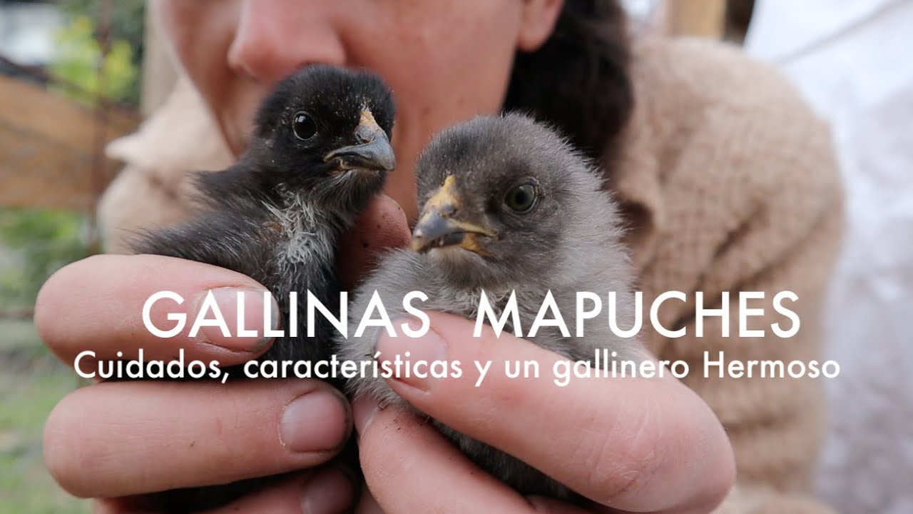 Gallinas Mapuche 🐔 | Cuidados, características y un Gallinero Hermoso! #Kollonkas #Ketros