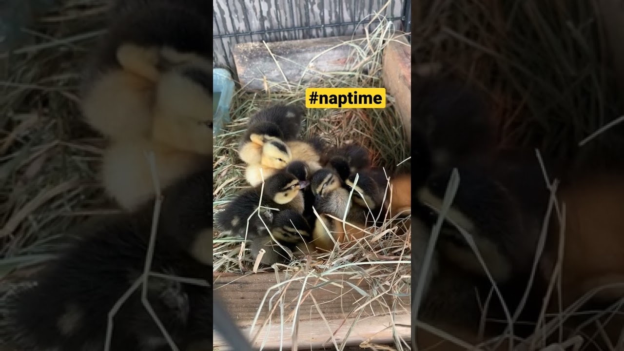#animals