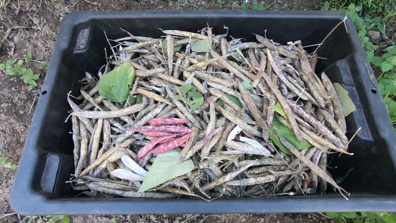 Why grow dried beans? (Harvest Time)