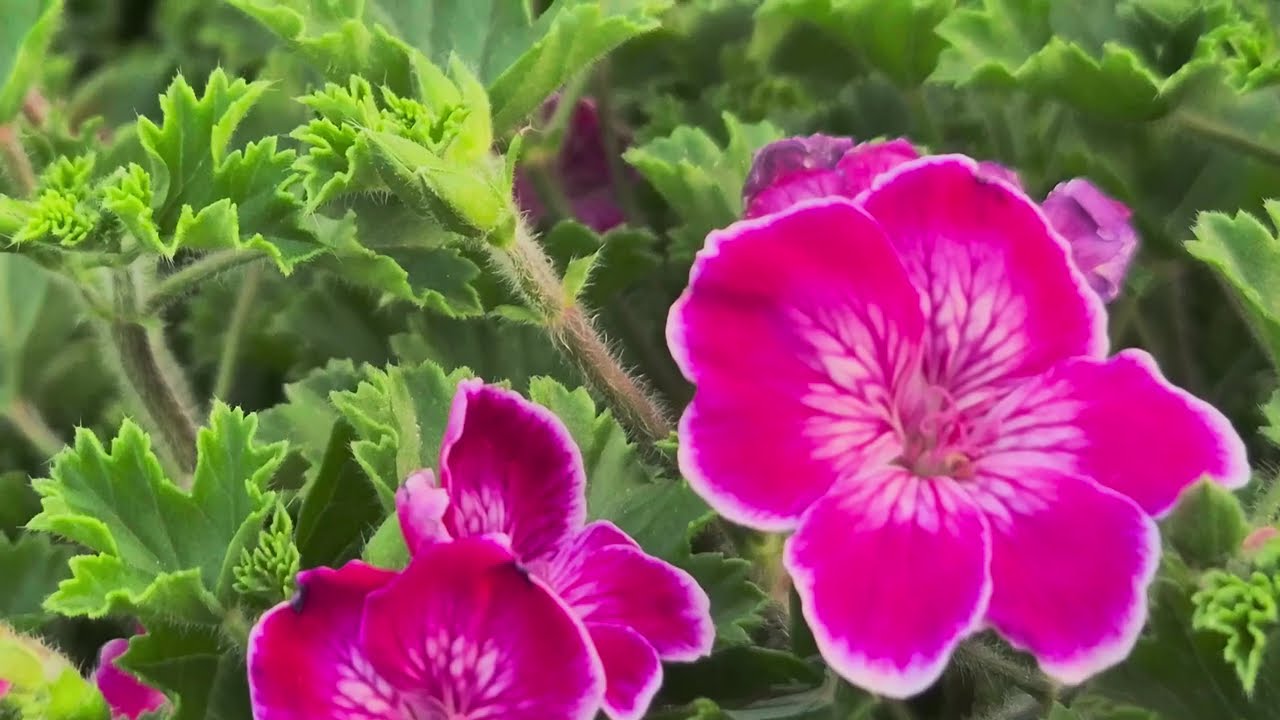 한국의 파노라마 경치와 꽃,  그리고 찬란한 무지개 빛 이슬과  거미줄