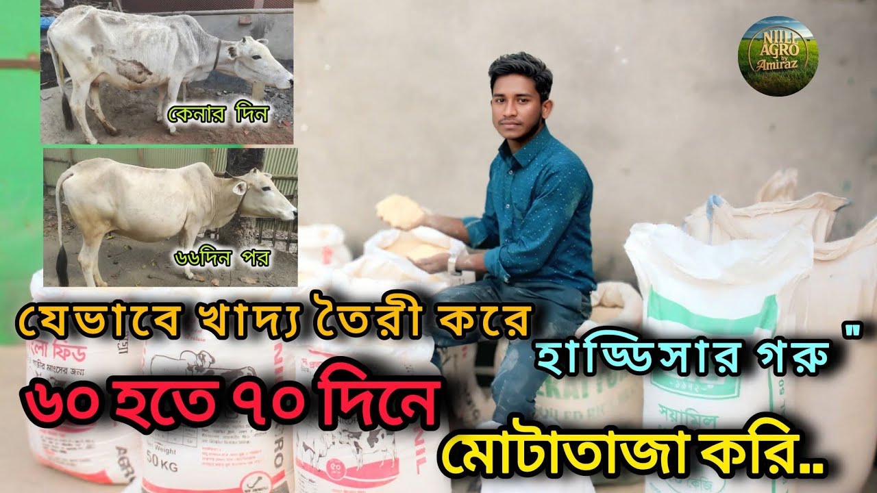 ৬০ হতে ৭০ দিনে হাড্ডিসার গরু মোটাতাজাকরণ ১০০০ কেজি খাদ্য তৈরী করলাম 🐄