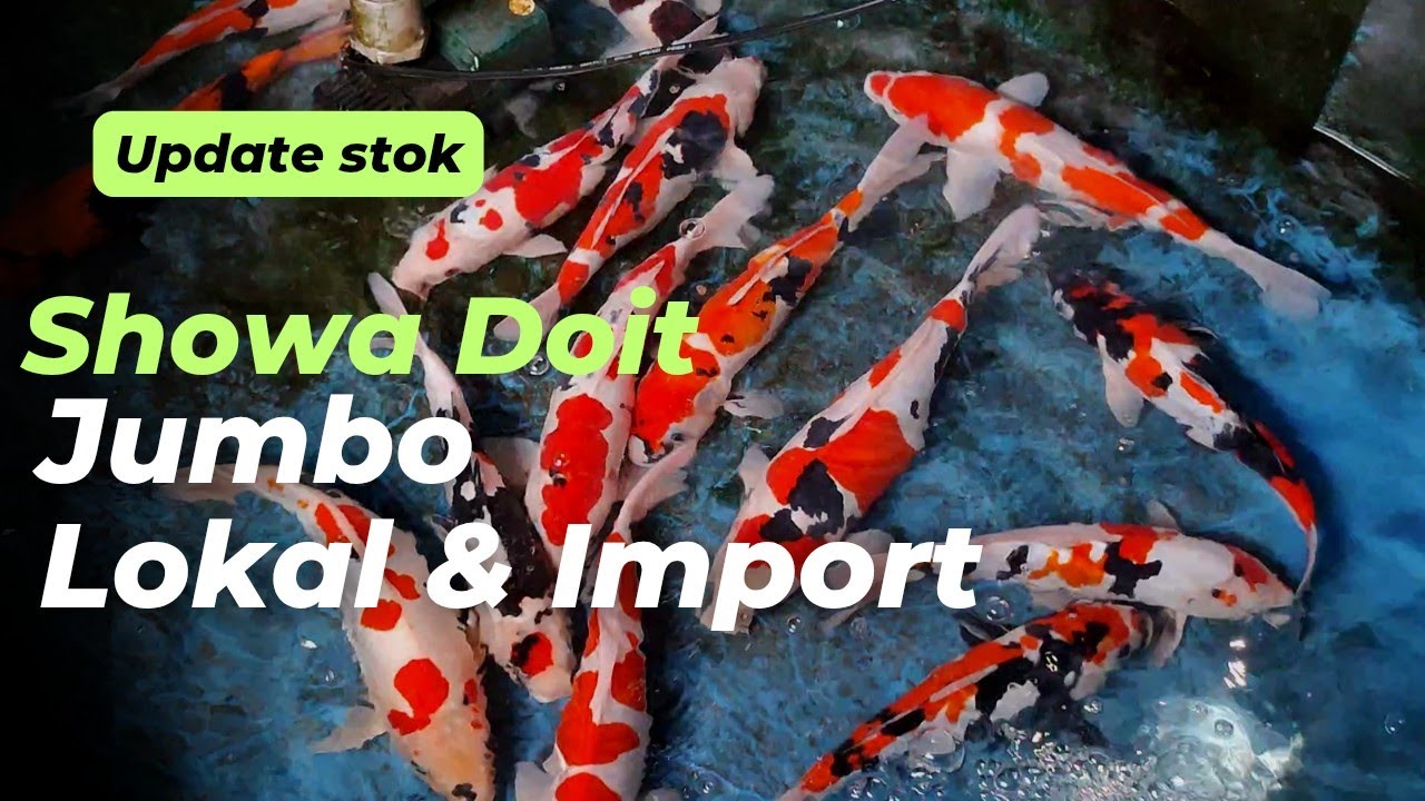 Eps 24‼️ Stok LENGKAP😱 Mulai dari ikan Jumbo Harga 500rb sampai ikan import japan🥰