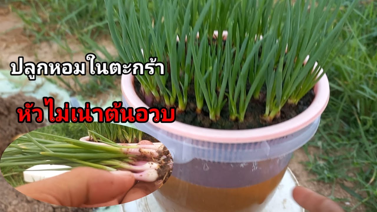 การปลูกหอมในตะกร้า ปลูกแบบนี้หัวไม่เน่า โตเร็วต้นอวบ/เต๋าสายกลาง