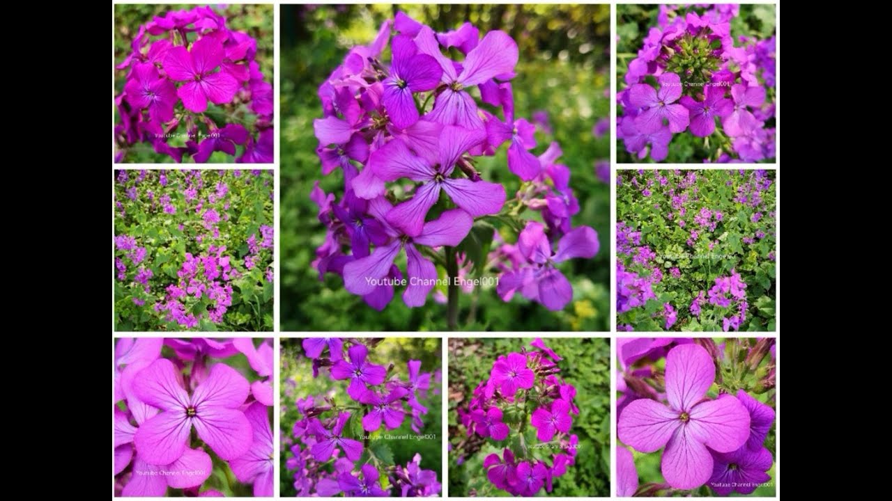 Engel001 . Wunderschön . Nachtviole . Hesperis Matronalis . Pflanzen . Aktuelle Nachrichten .