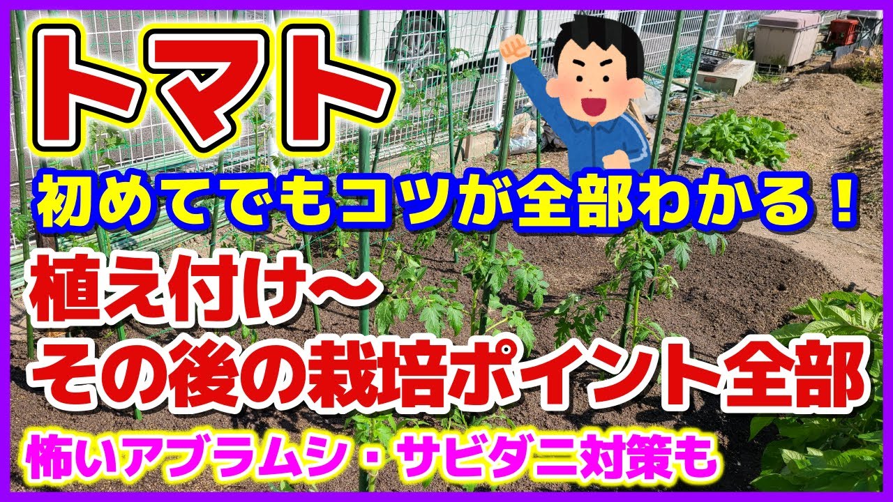 【超完全ガイド】トマト植え付け～その後の大事な栽培ポイント全部／主枝１本仕立て・放任（ソバージュ）栽培／寝かせ植え／脇芽かき／アブラムシ対策（モザイク病の映像付き）ニームの使い方／サビダニ対策／育て方