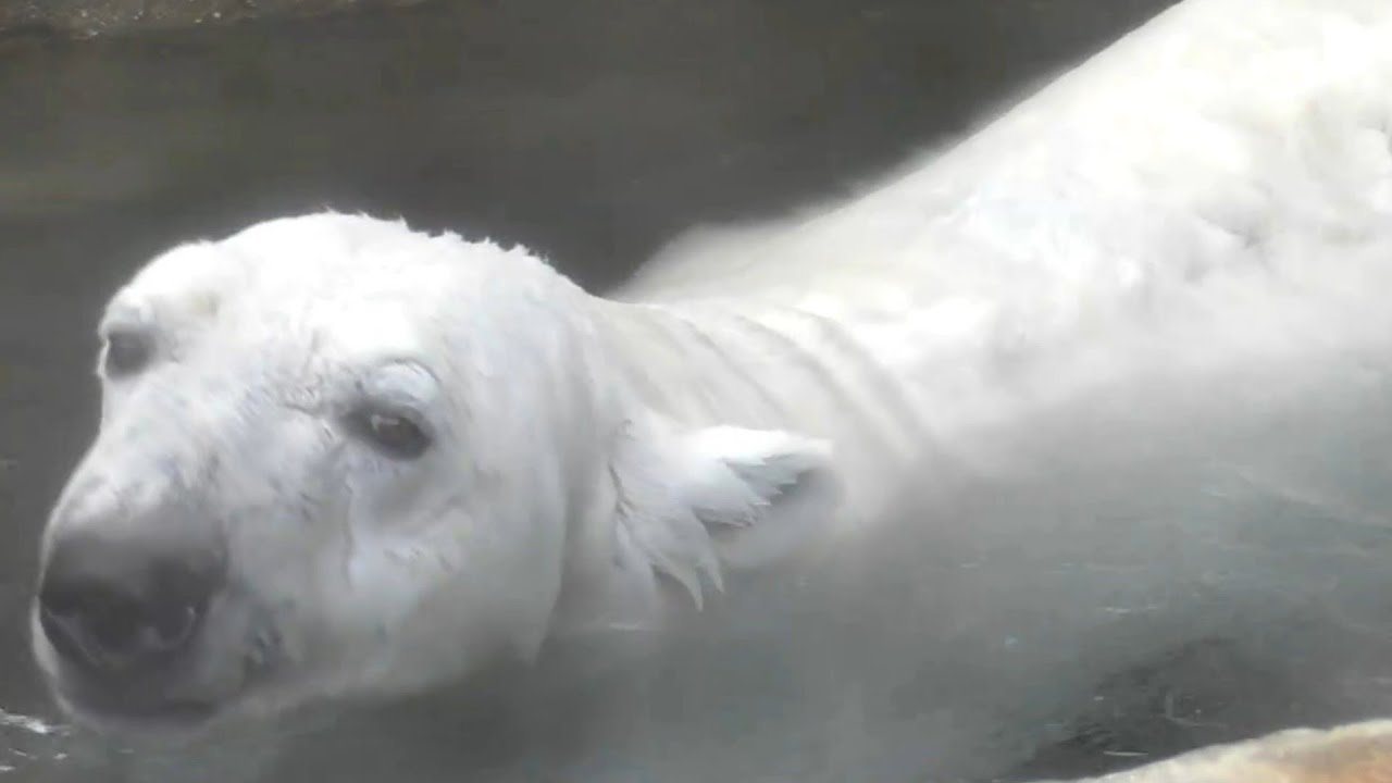 しろくまピースがプールよりも気になること！！とべ動物園にて