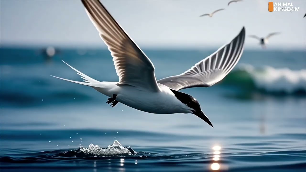 Nature Documentary - The Chinese Crested Tern | IUCN REDLIST
